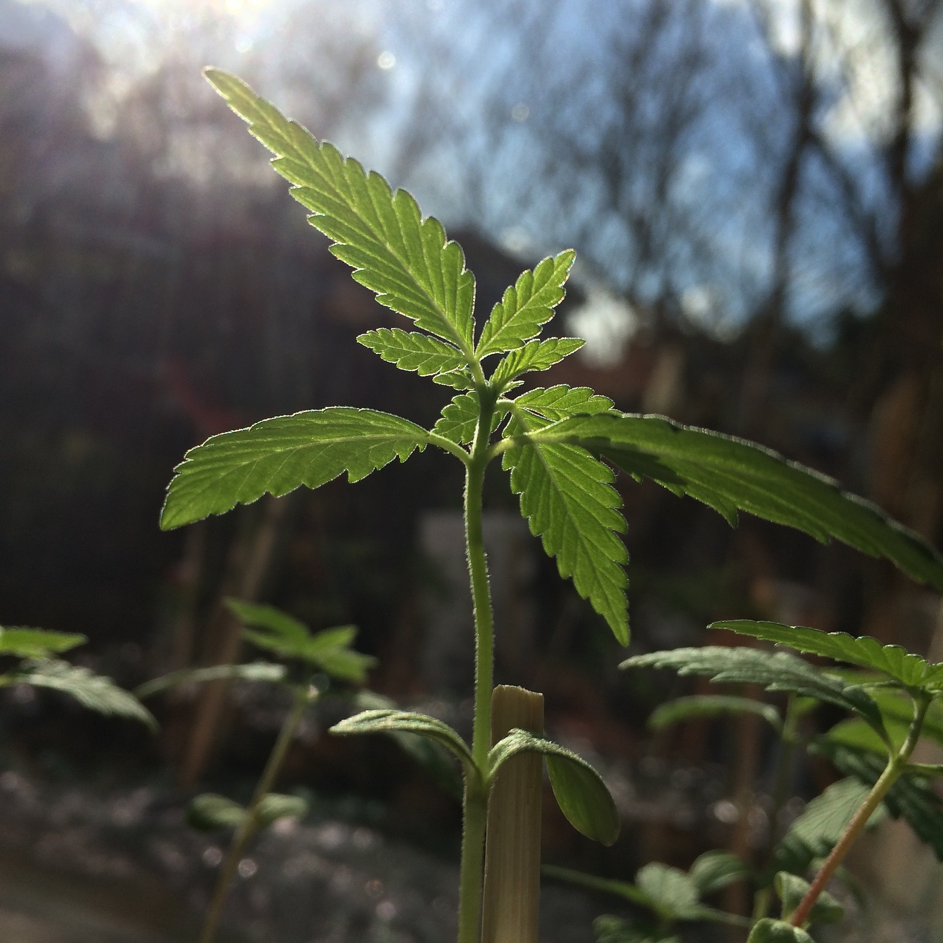 Young cannabis sprout growing outside