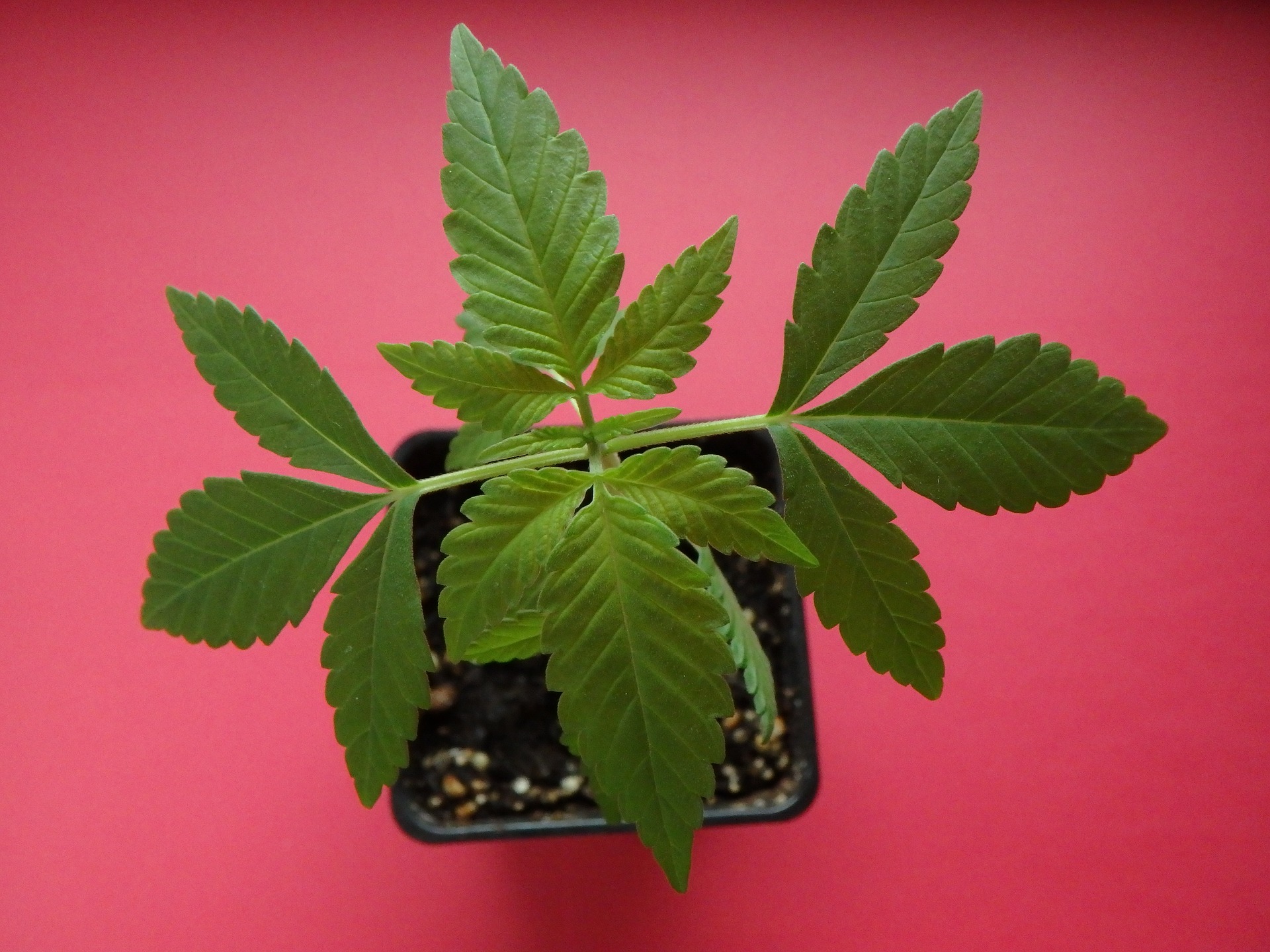 Overhead view of young cannabis plant on pink background